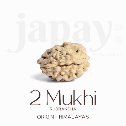 Original Certified 2 Face Rudraksha Bead from Himalaya for Unity & Peace. India’s Premium Rudraksha Jap Mala Store- www.satvikworld.com