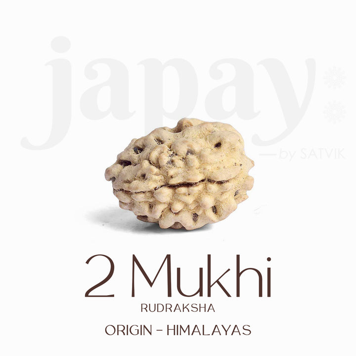 Original Certified 2 Face Rudraksha Bead from Himalaya for Unity & Peace. India’s Premium Rudraksha Jap Mala Store- www.satvikworld.com