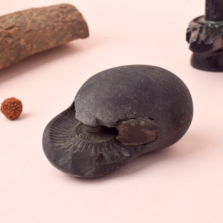 Authentic Kali Gandaki Vishnu Shaligram sacred stone naturally sourced from Nepal River for Hindu puja and Vishnu worship. India’s Largest Pooja Accessories Brand – www.satvikworld.com