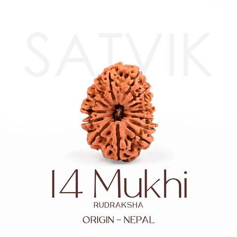 Certified 14 Mukhi Rudraksha Bead from Nepal – Authentic natural brown bead symbolizing Lord Hanuman, used for intuition, strength, and divine protection. India’s Largest Brass Idols Brand - www.satvikworld.com
