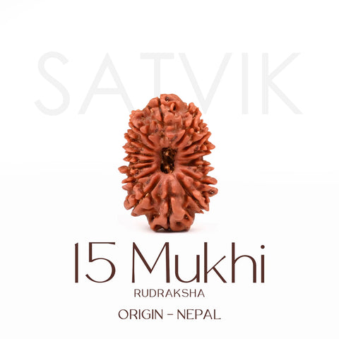 Certified 15 Mukhi Rudraksha Bead from Nepal – Powerful natural bead associated with Lord Pashupatinath, known for promoting love, compassion, emotional balance, and spiritual growth. India’s Largest Brass Idols Brand - www.satvikworld.com