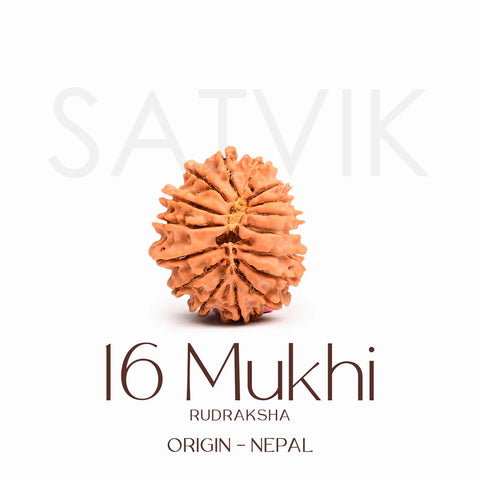 Certified 16 Mukhi Rudraksha Bead – Nepali origin spiritual bead symbolizing Lord Ram, offering powerful protection, courage, truthfulness, and relief from fear and negative forces. India’s Largest Brass Idols Brand - www.satvikworld.com
