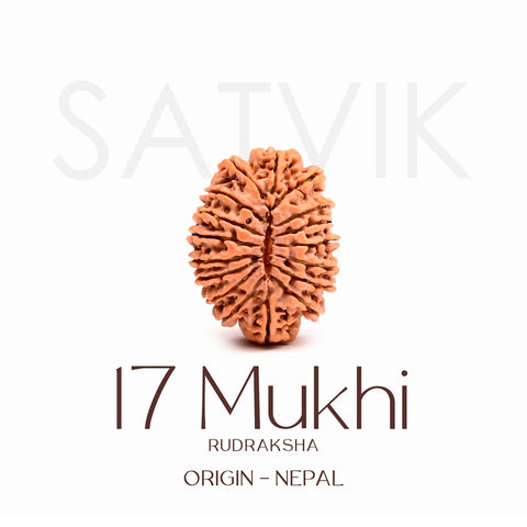 Certified 17 Mukhi Rudraksha Bead – Nepali origin sacred bead symbolizing Goddess Katyayani, known for bestowing spiritual awakening, immense wealth, success, and protection. India’s Largest Brass Idols Brand - www.satvikworld.com