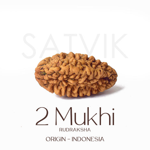 2 Mukhi Rudraksha Beads – Natural Certified Original Rudraksha for Spiritual Balance and Harmony. India’s Largest Pooja Accessories Brand - www.satvikworld.com
