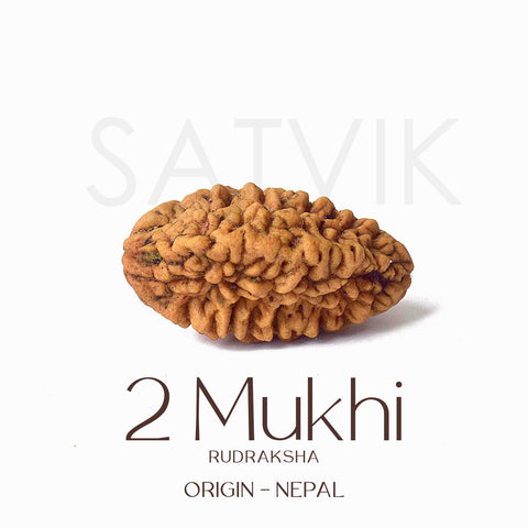 2 Mukhi Rudraksha Beads – Natural Certified Original Rudraksha for Spiritual Balance and Harmony. India’s Largest Pooja Accessories Brand - www.satvikworld.com