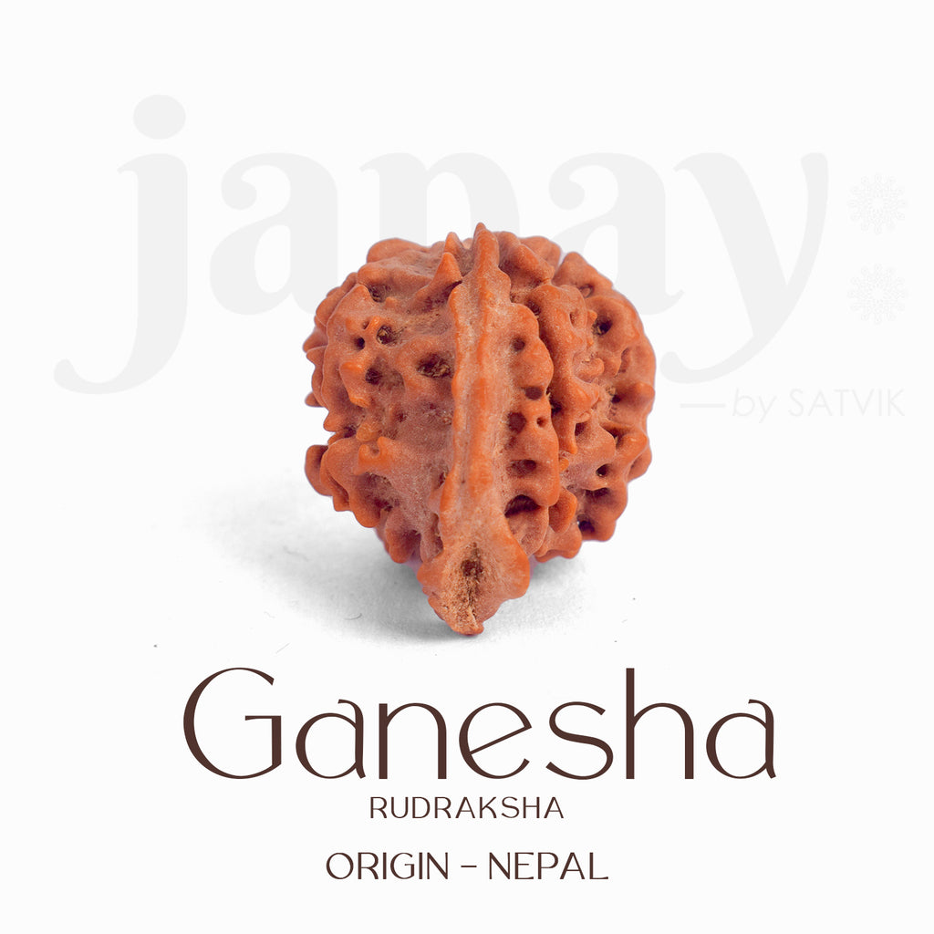 Certified natural Ganesh Mukhi Rudraksha bead from Nepal, showcasing multiple trunk-like protrusions symbolizing Lord Ganesha. India’s Largest Pooja Accessories Brand – www.satvikworld.com