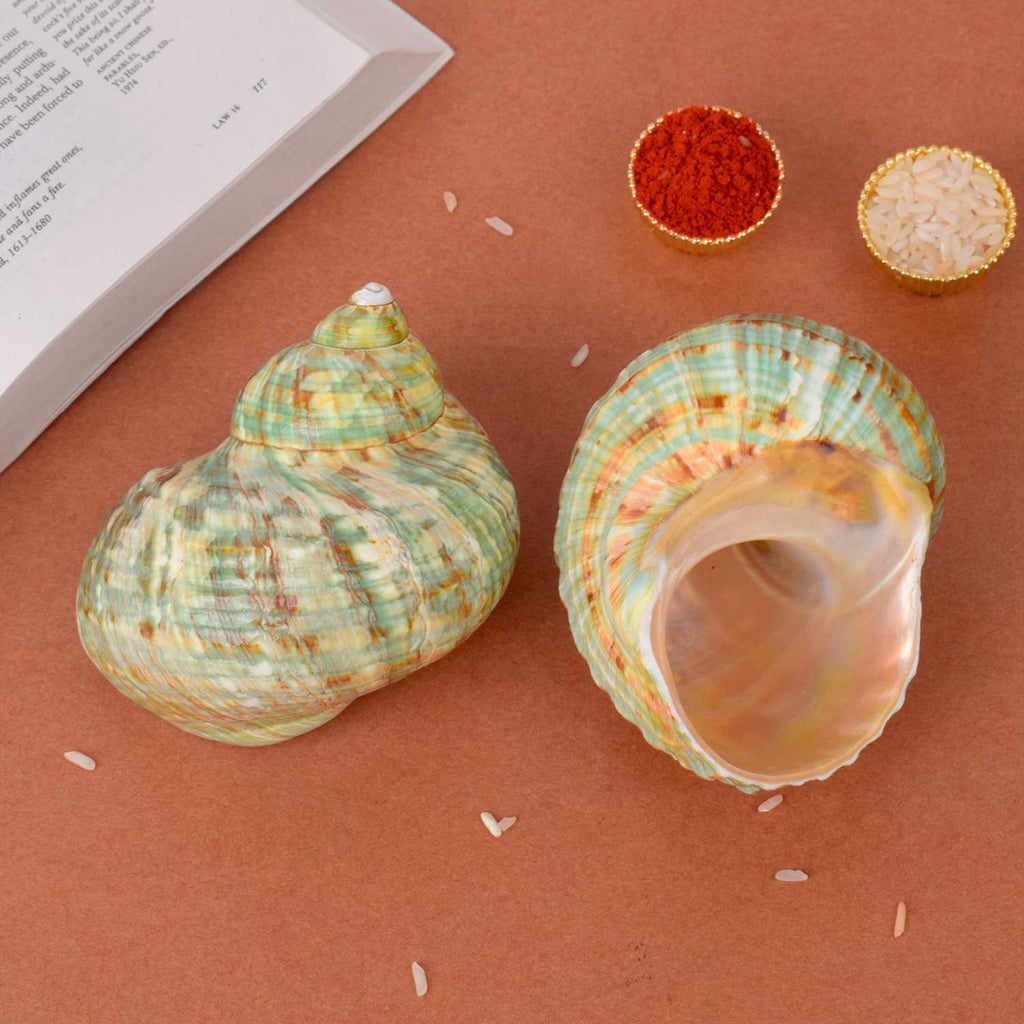 Ablon Green Turbo Shell (Turbo Marmoratus) for vastu and spiritual decor – India’s Largest Pooja Accessories Brand – www.satvikworld.com