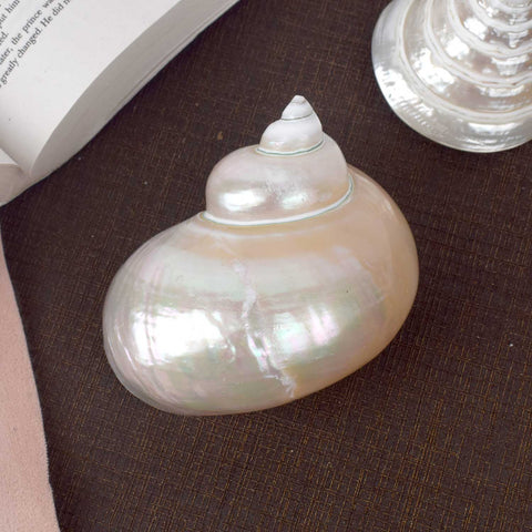 Moti Shape Shankh (Turbo marmoratus) for peace and prosperity – India’s Largest Pooja Accessories Brand – www.satvikworld.com