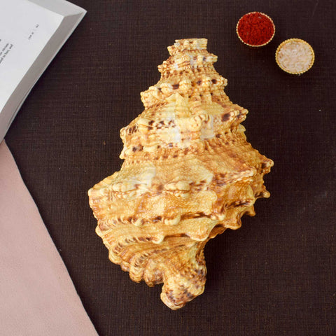 Sughosh Shankh (Bursa Bubo) for sacred sound and spiritual rituals – India’s Largest Pooja Accessories Brand – www.satvikworld.com