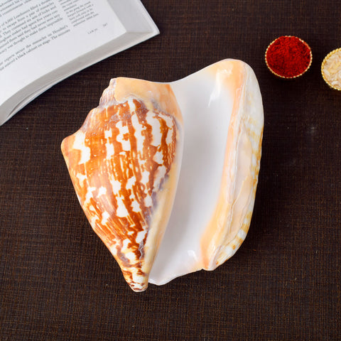 Tiger Shell Shankh (Tricornis) for strength and protection – India’s Largest Pooja Accessories Brand – www.satvikworld.com